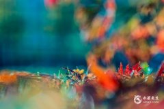 本命年红色哪一天穿？本命年穿红色可以是酒红吗？