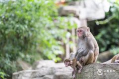 2025年屬猴的財運和運氣如何？2025年屬猴人的財神方位