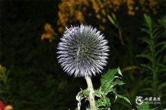 農歷閏六月出生的人命硬嗎，適合取什麽名字？