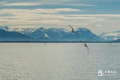 88年屬龍女最旺的一年：雞年、鼠年、馬年