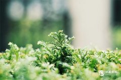 龙年本命年2024年运势如何