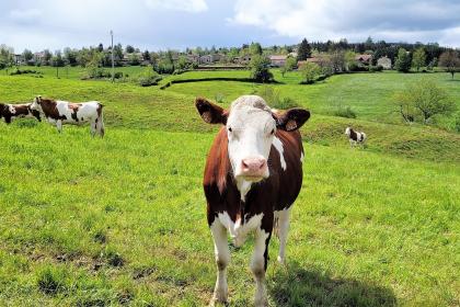 2021年我属猪老公属牛生牛宝宝怎么样？
