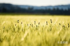 为什么摩羯座男生表白后就消失了